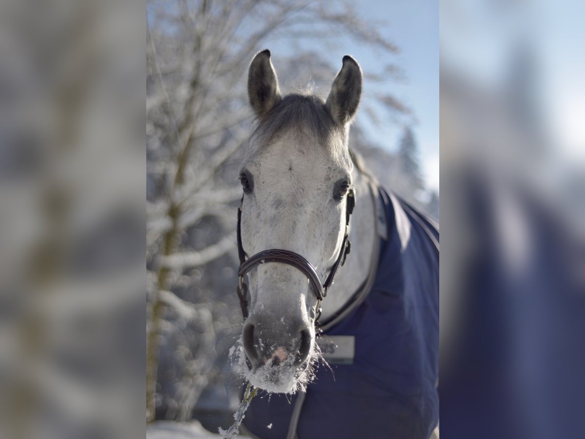 Holstein Castrone 12 Anni 170 cm Grigio in Schaffhausen