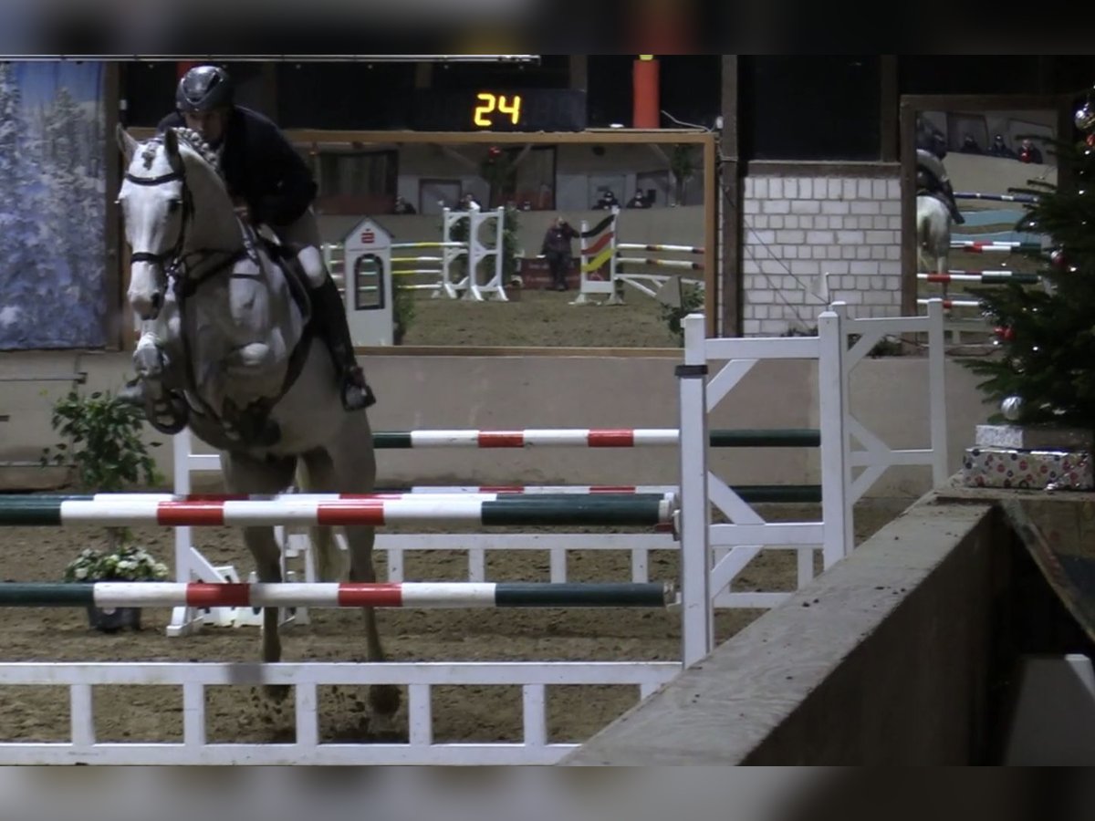 Holstein Castrone 12 Anni 175 cm Grigio in Hattingen