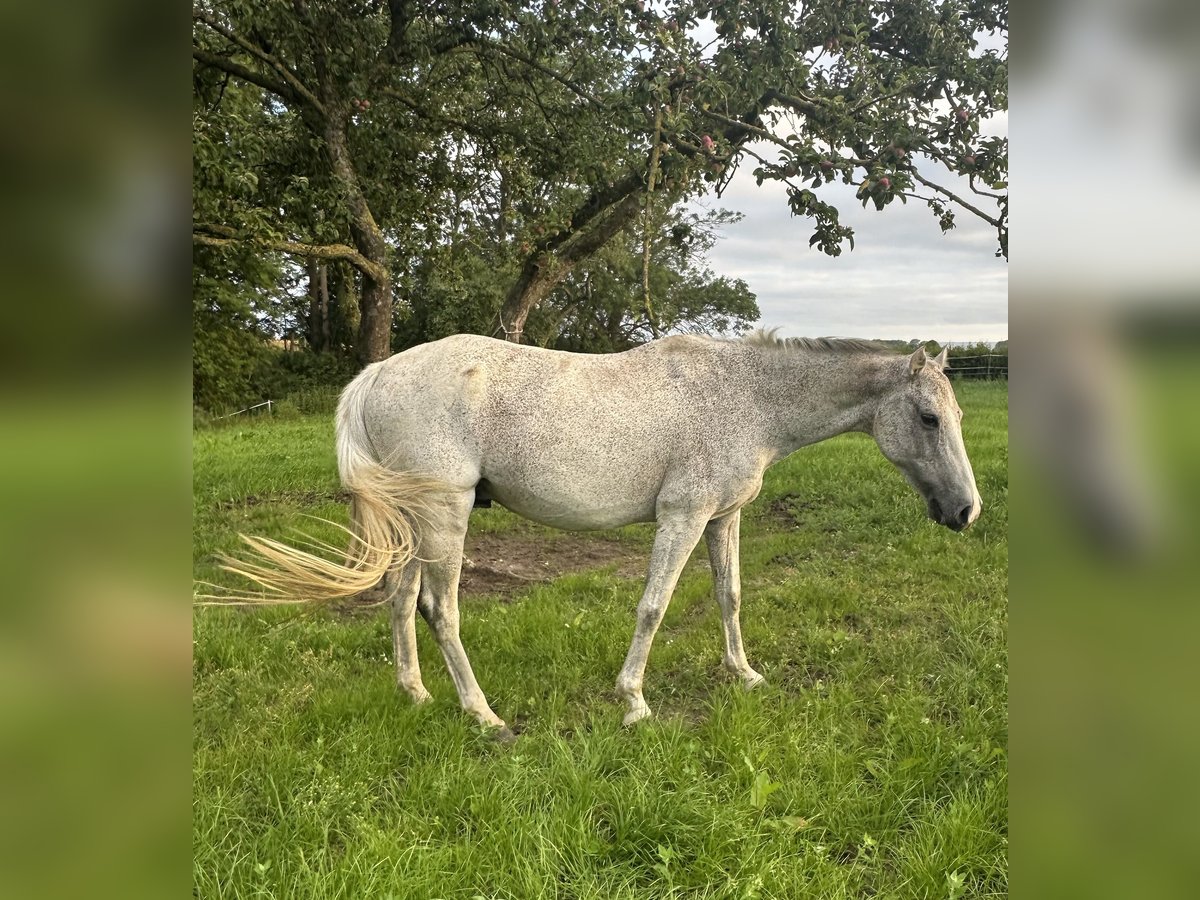 Holstein Castrone 13 Anni Grigio in Bastorf