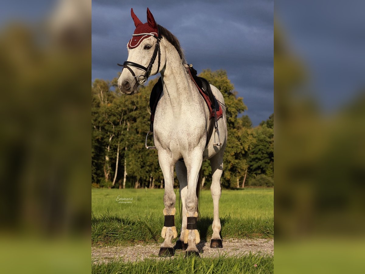 Holstein Castrone 14 Anni 160 cm Grigio pezzato in Markt Schwaben