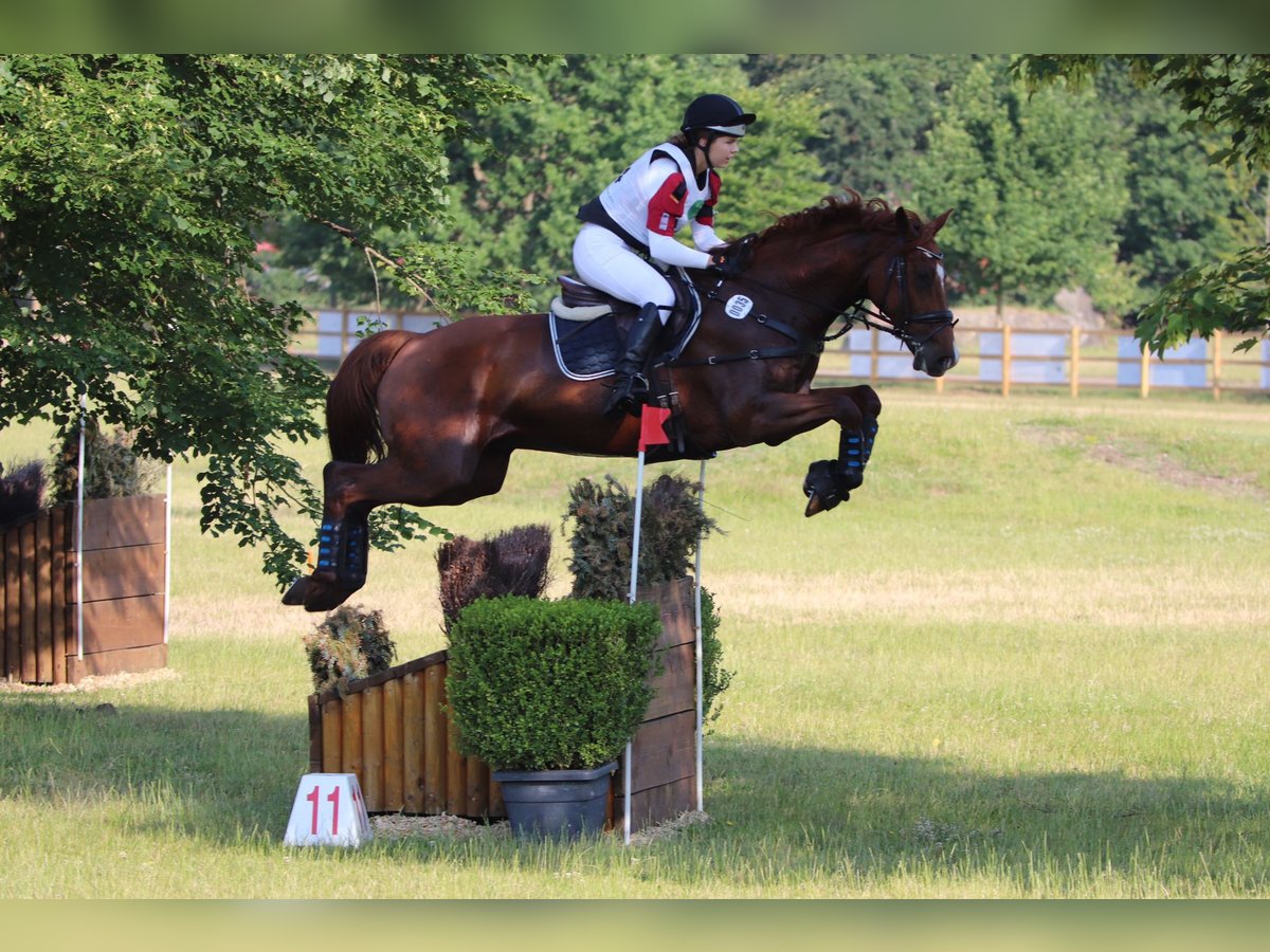 Holstein Castrone 14 Anni 171 cm Sauro in Bocholt