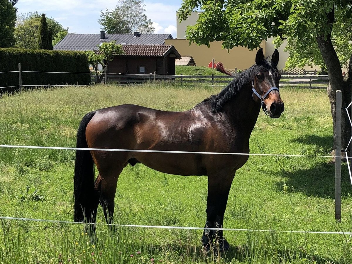 Holstein Castrone 15 Anni 168 cm in Aurolzm&#xFC;nster