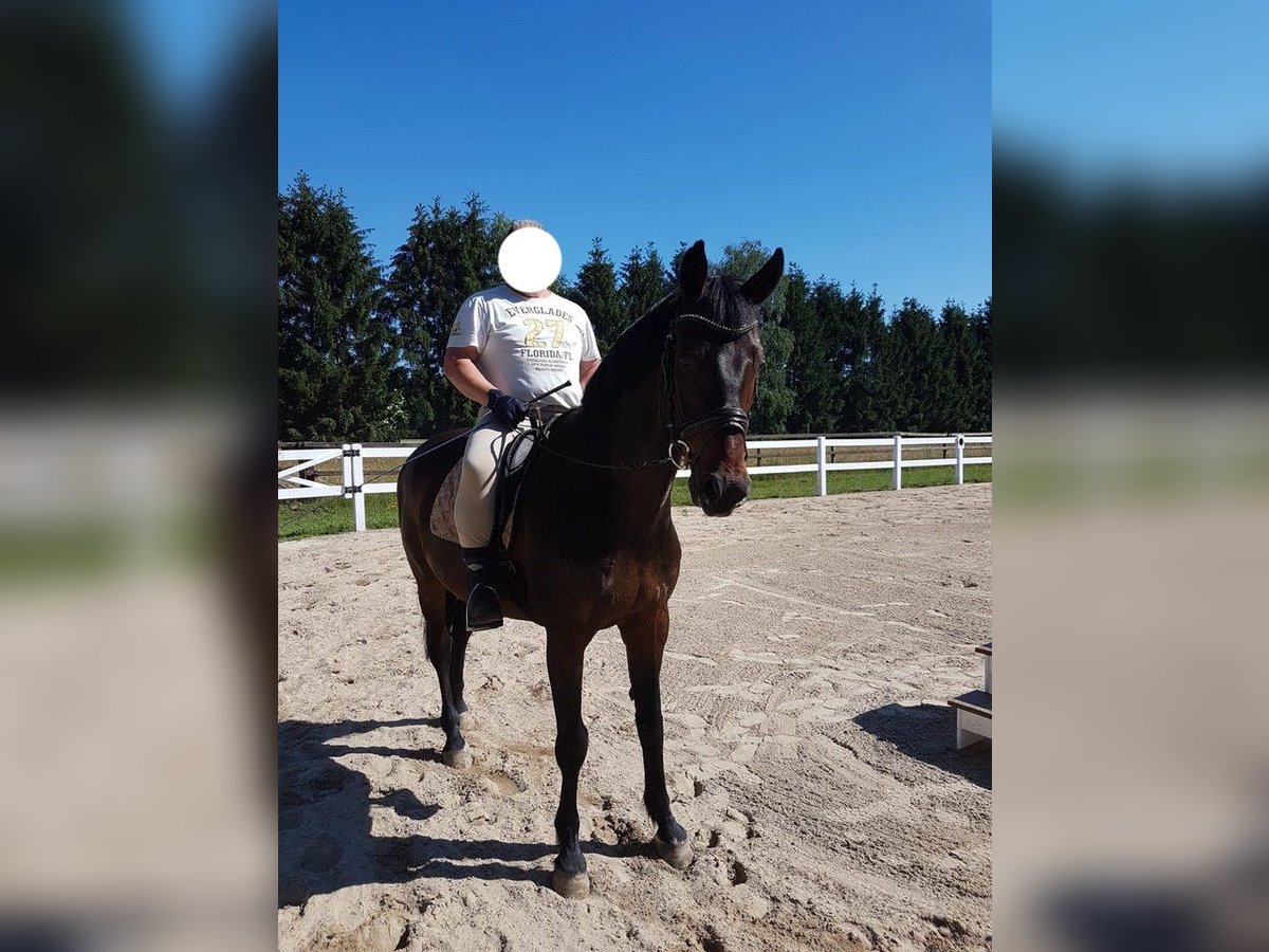 Holstein Castrone 15 Anni 170 cm Baio in Großheide