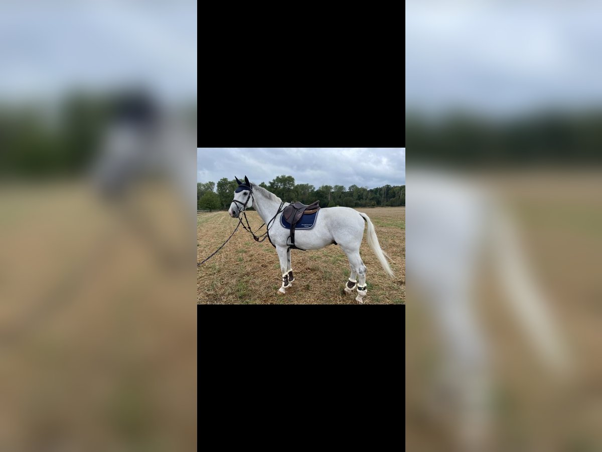 Holstein Castrone 16 Anni 173 cm Grigio in Rommerskirchen