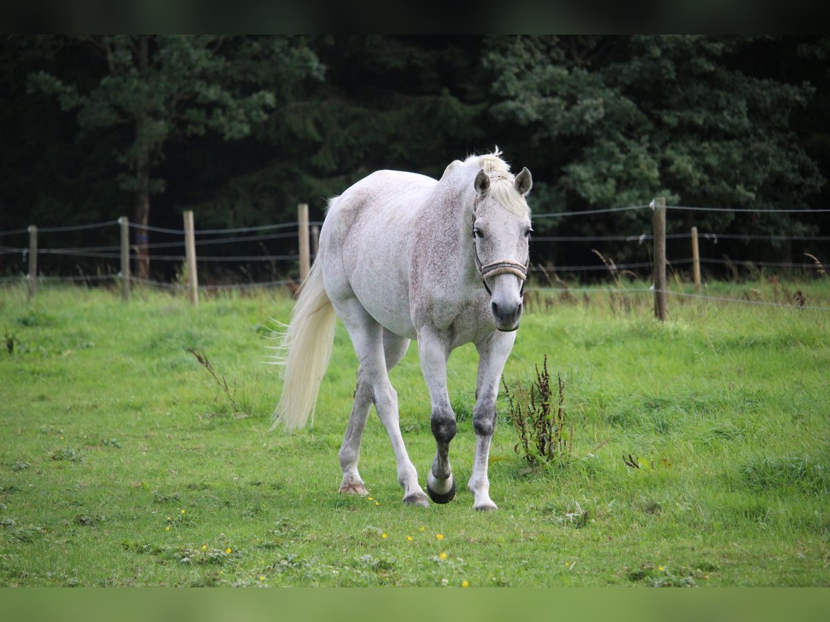 Holstein Castrone 18 Anni 170 cm Grigio trotinato in Rottweil