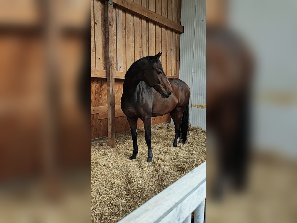 Holstein Castrone 18 Anni 175 cm Baio scuro in Offenburg