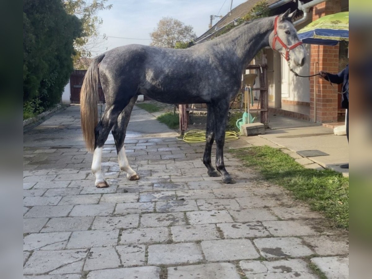 Holstein Castrone 2 Anni 170 cm Grigio in Békéscsaba