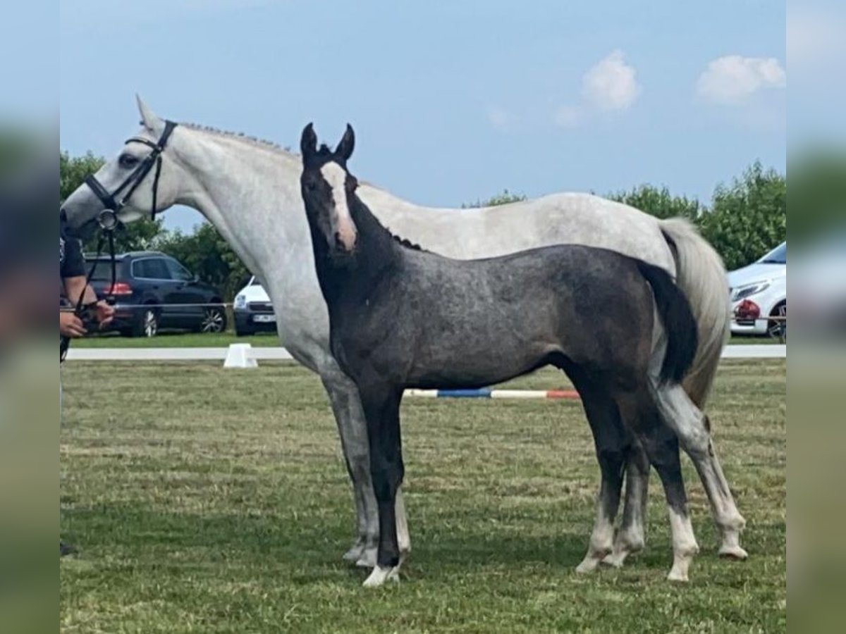 Holstein Castrone 3 Anni 163 cm Grigio in Alkersum