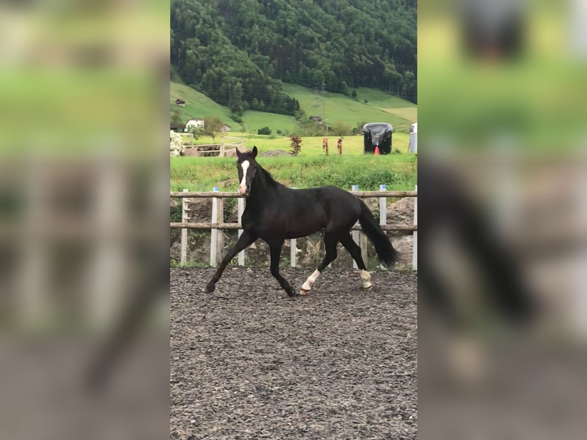 Holstein Castrone 3 Anni 168 cm Morello in Rigi ScheideggGoldau