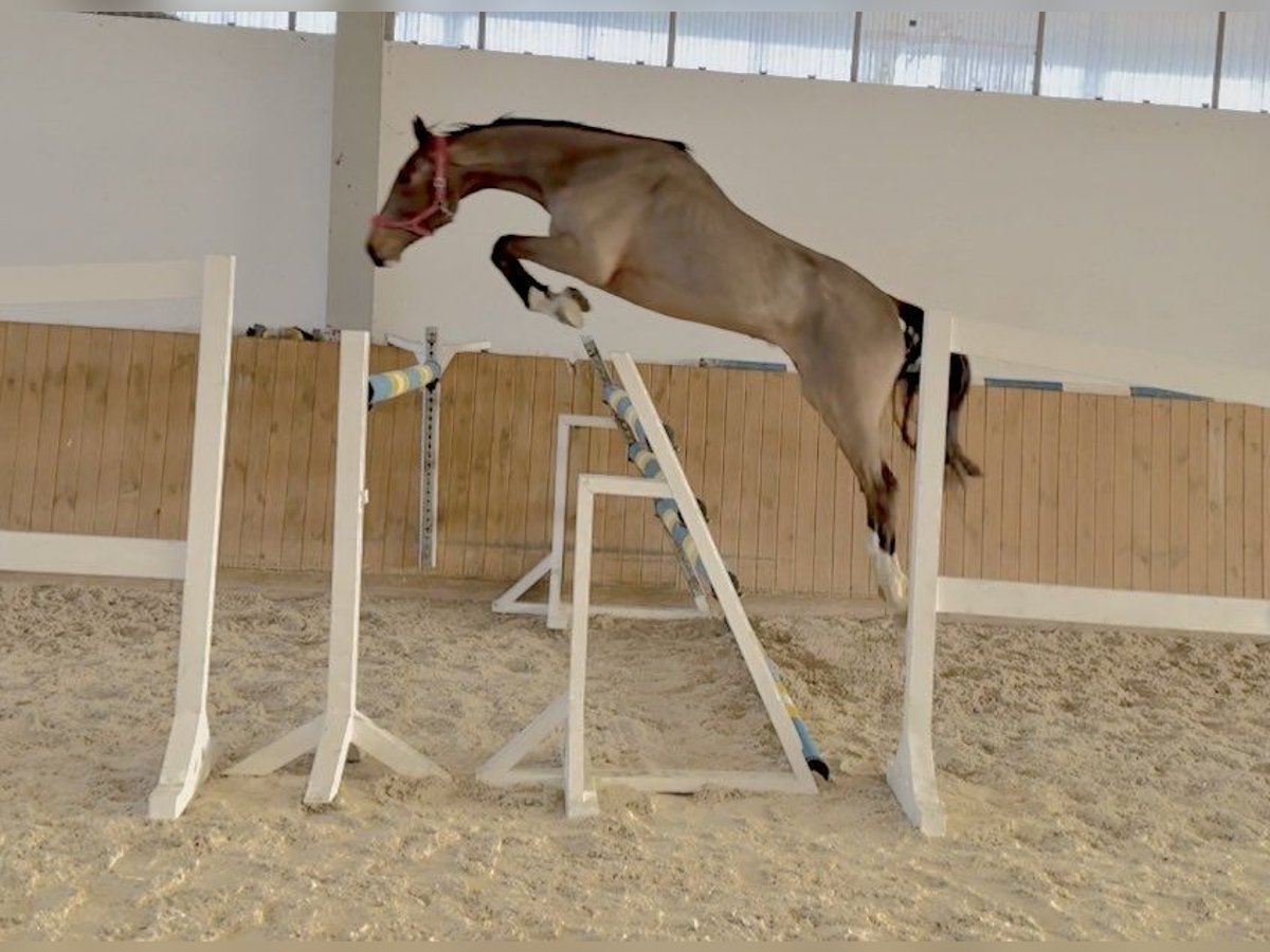 Holstein Castrone 3 Anni 174 cm Baio ciliegia in G&#x141;UBCZYN-ROGOWNICA
