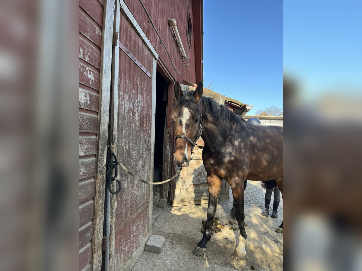 Holstein Castrone 3 Anni Baio in Ditzingen