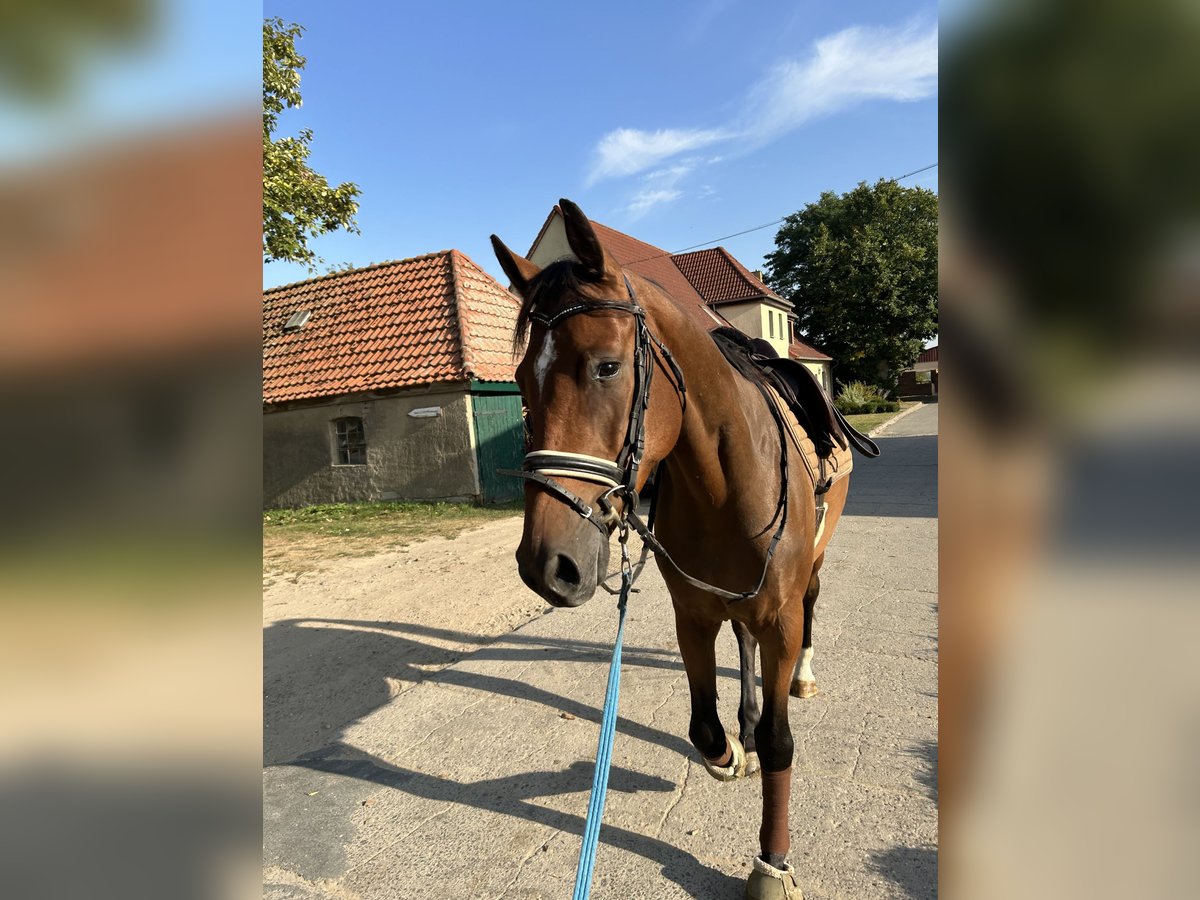 Holstein Castrone 4 Anni 163 cm Baio in Ganschow