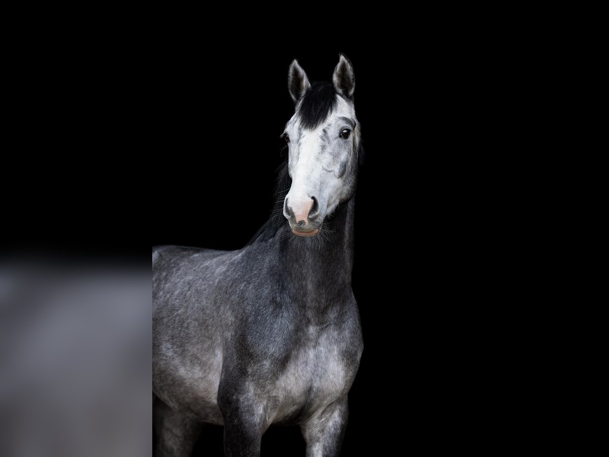 Holstein Castrone 4 Anni 163 cm Grigio in Bühlerzell