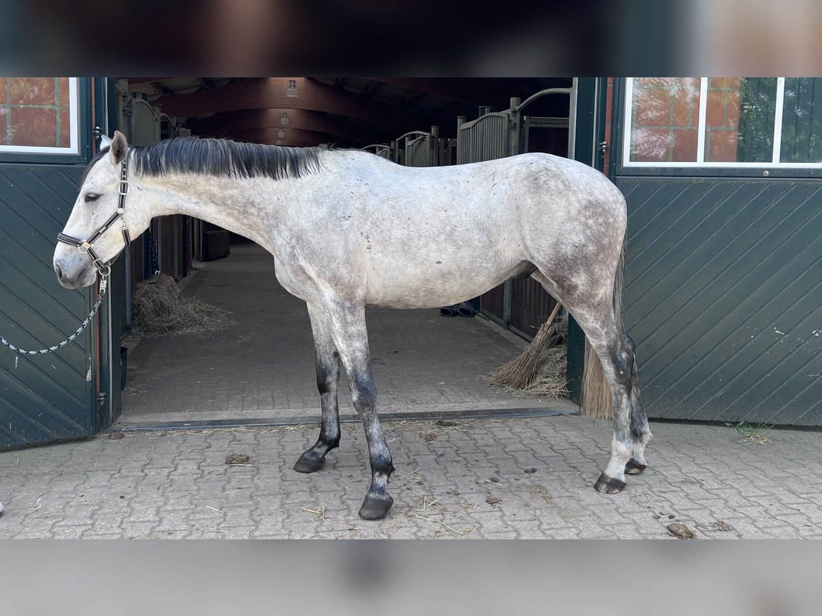 Holstein Castrone 4 Anni 172 cm Grigio in Toppenstedt