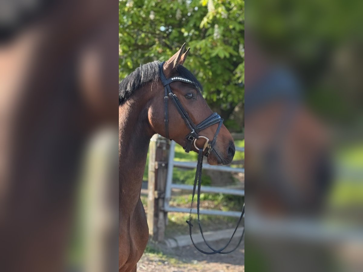 Holstein Castrone 4 Anni in Timmendorfer Strand