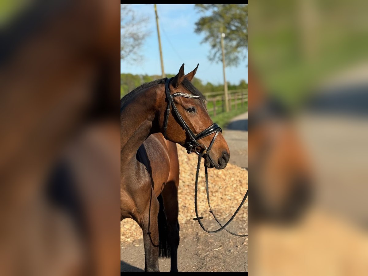 Holstein Castrone 4 Anni in Timmendorfer Strand