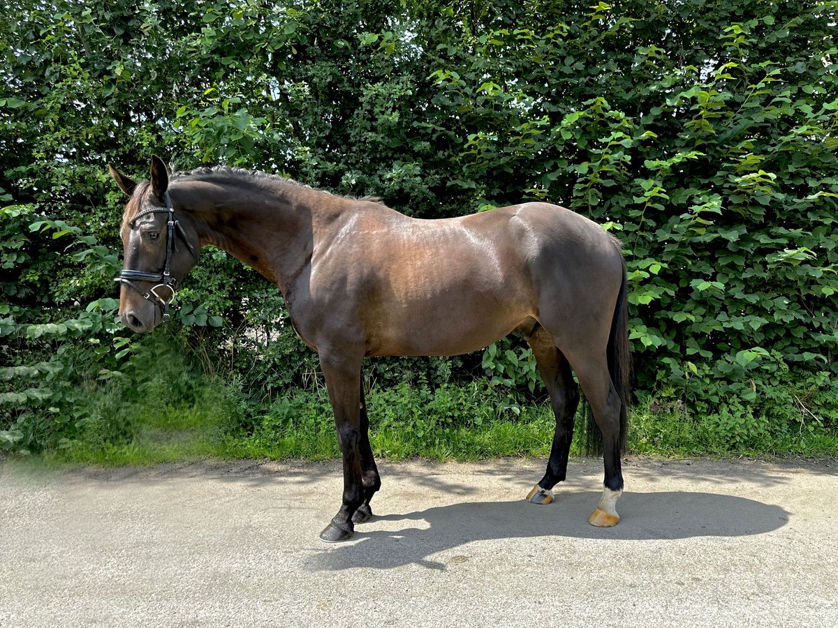 Holstein Castrone 5 Anni 163 cm Baio nero in Stedesand