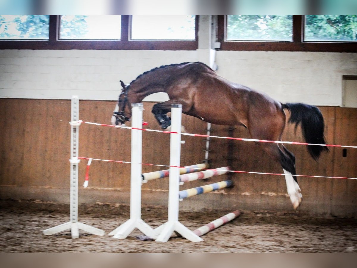 Holstein Castrone 5 Anni 164 cm in Schneverdingen