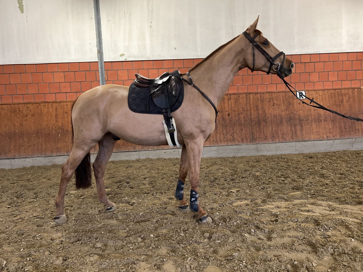 Holstein Castrone 5 Anni 166 cm Sauro in Bargstedt