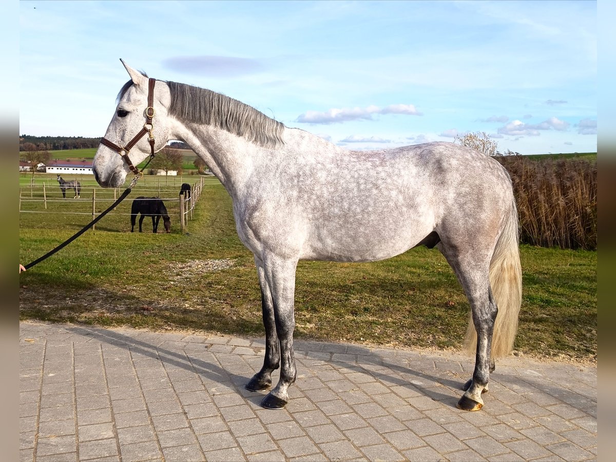 Holstein Castrone 5 Anni 171 cm Grigio in Oberstadion