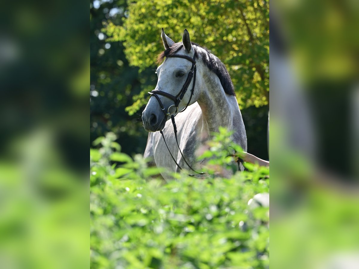 Holstein Castrone 5 Anni 172 cm Grigio in 15806 Zossen OT Horstfelde