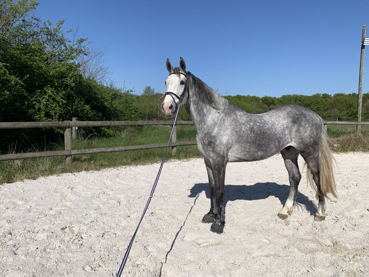 Holstein Castrone 6 Anni 171 cm Grigio in chouzy sur cisse