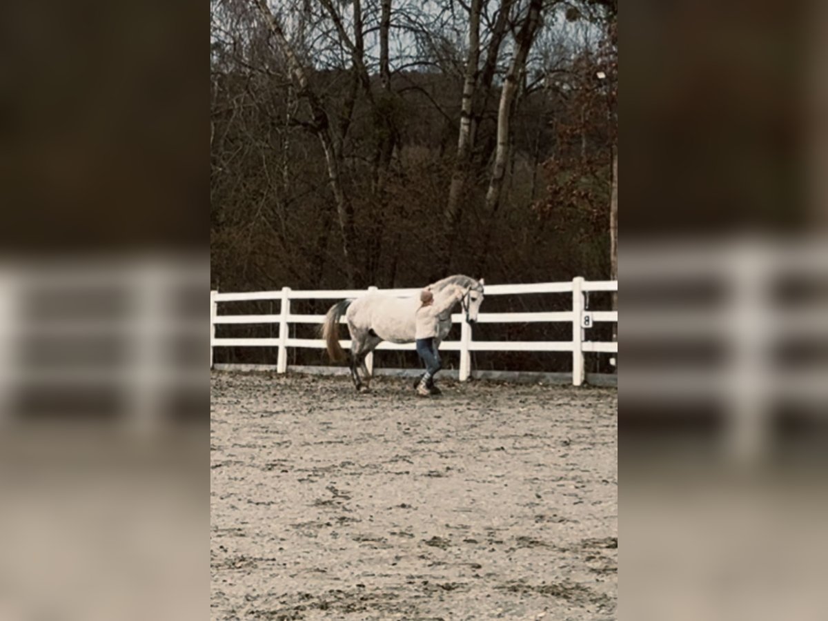 Holstein Castrone 6 Anni 172 cm Grigio in Gaienhofen