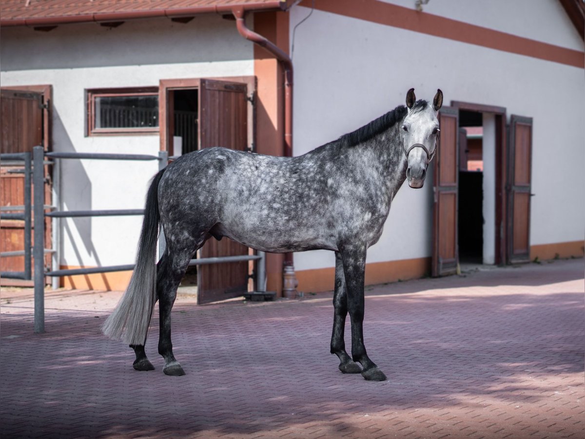 Holstein Castrone 6 Anni 175 cm Grigio pezzato in Győrújbarát