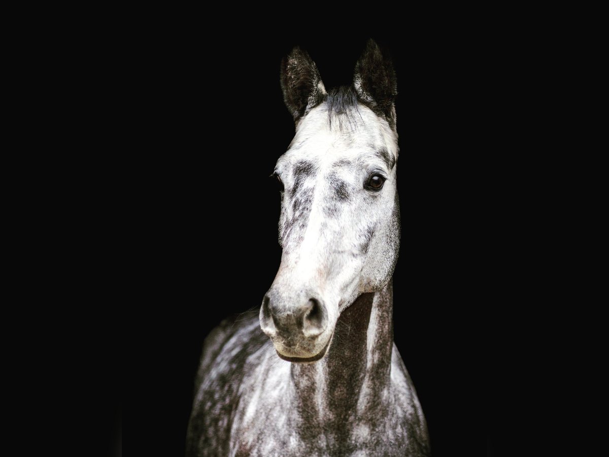 Holstein Castrone 7 Anni 165 cm Grigio in Daun Gemünden