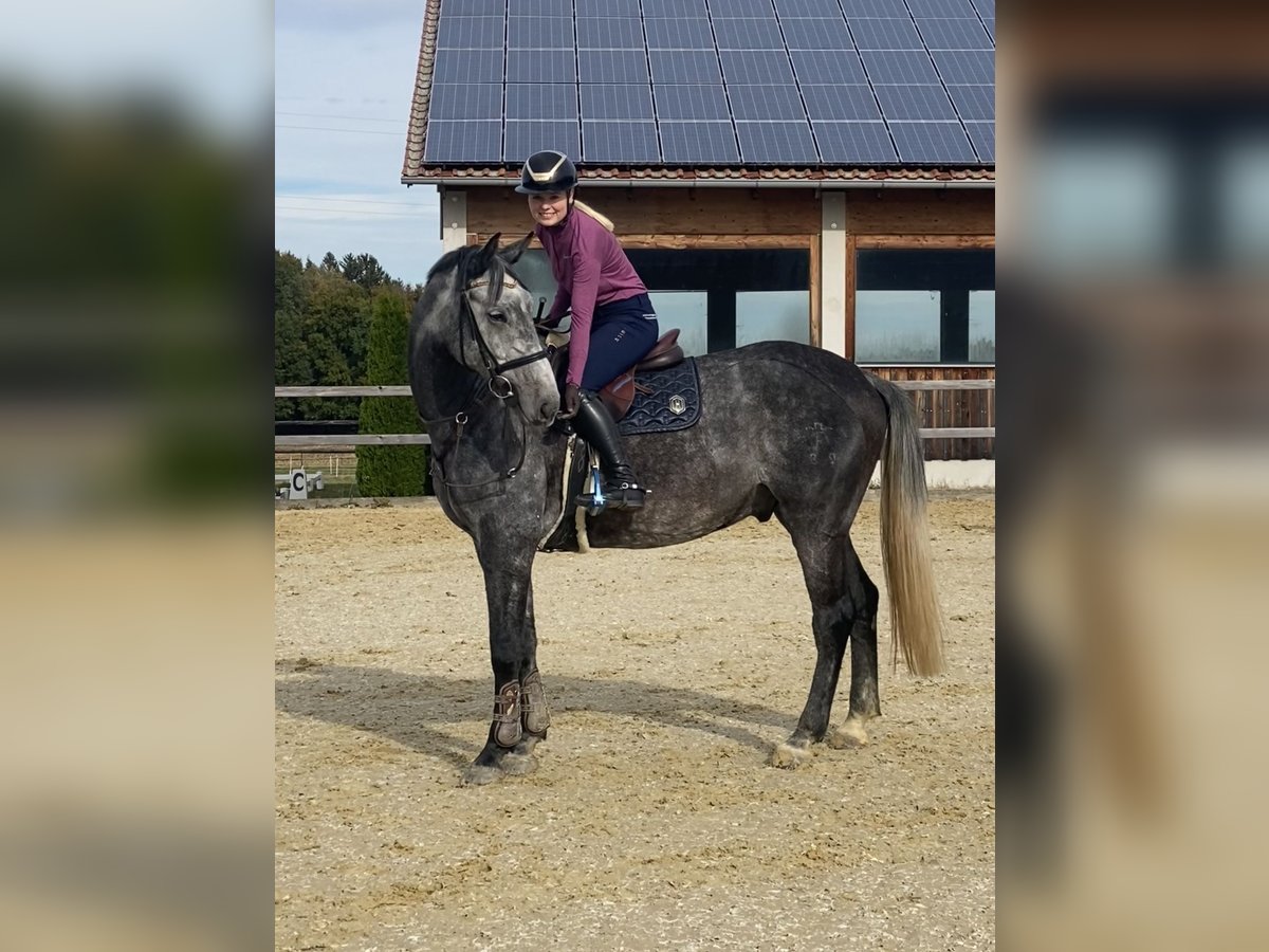 Holstein Castrone 8 Anni 170 cm Grigio pezzato in Inzell