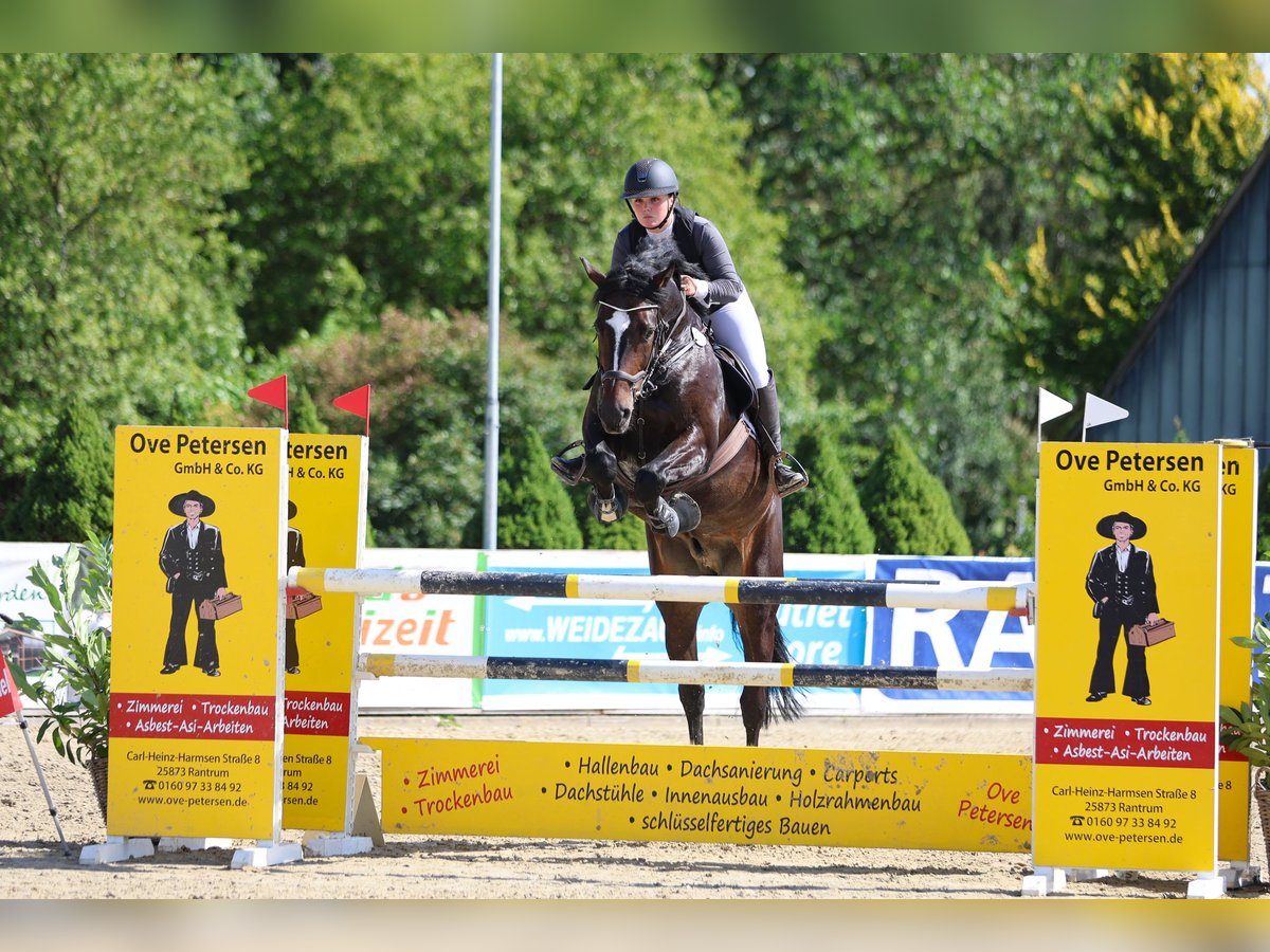 Holstein Castrone 8 Anni 173 cm Baio nero in BehrendorfBehrendorf