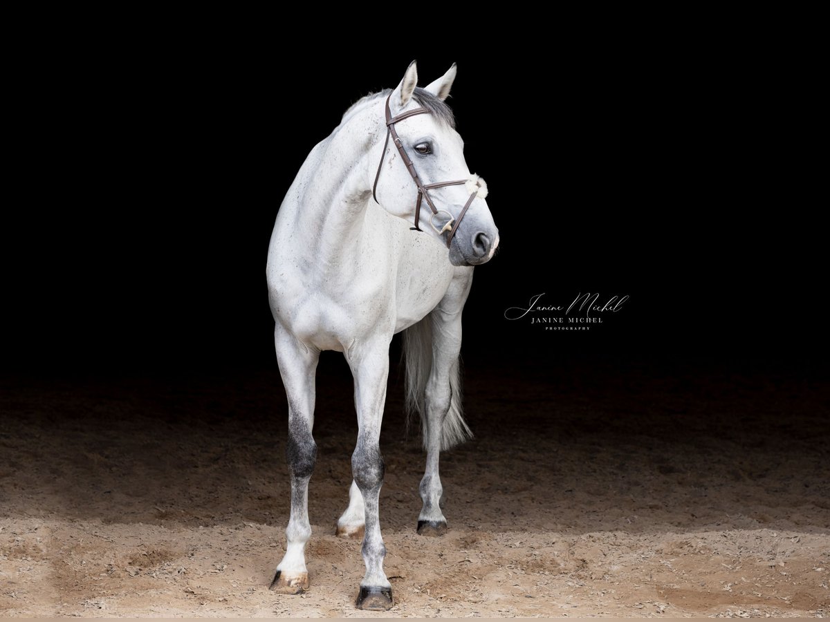 Holstein Castrone 8 Anni 178 cm Grigio in BüttelbornBüttelborn