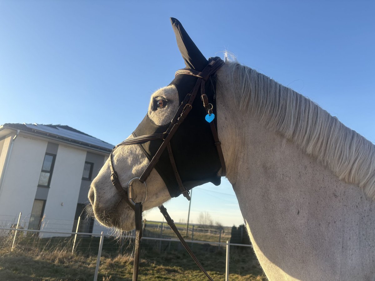 Holstein Gelding 10 years 16,2 hh Gray in Kitzscher