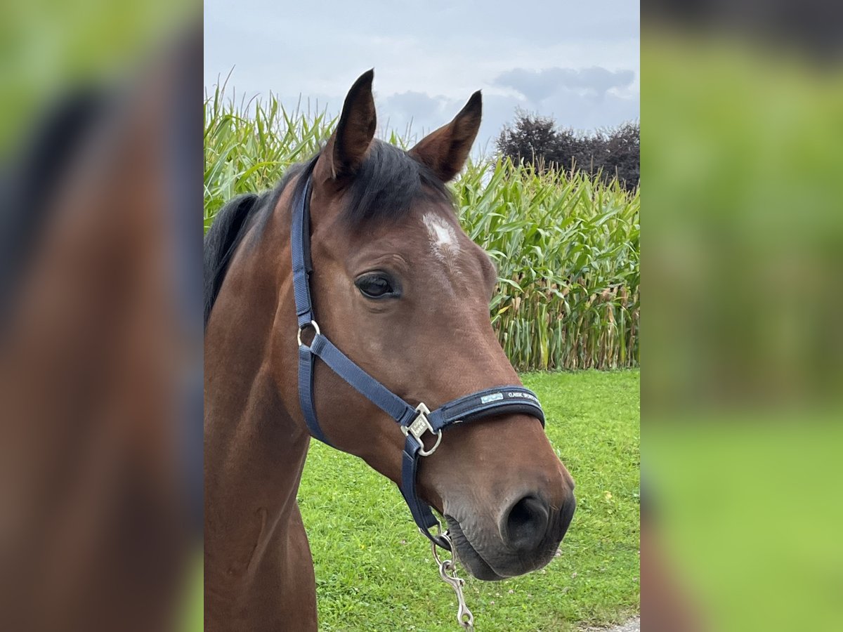 Holstein Gelding 10 years 16 hh Brown in Du&#xDF;lingen
