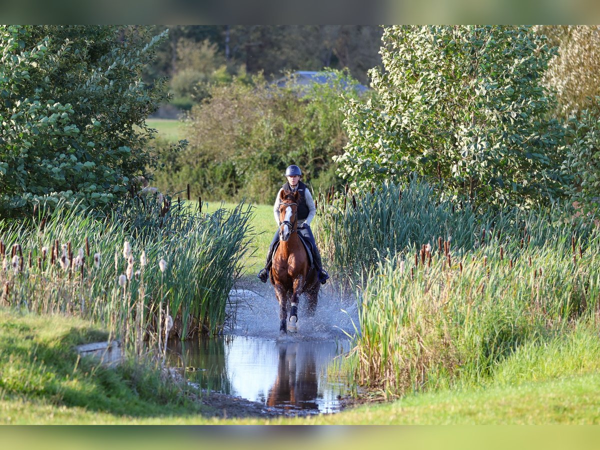 Holstein Gelding 10 years 16 hh Chestnut-Red in Sch&#xF6;nberg