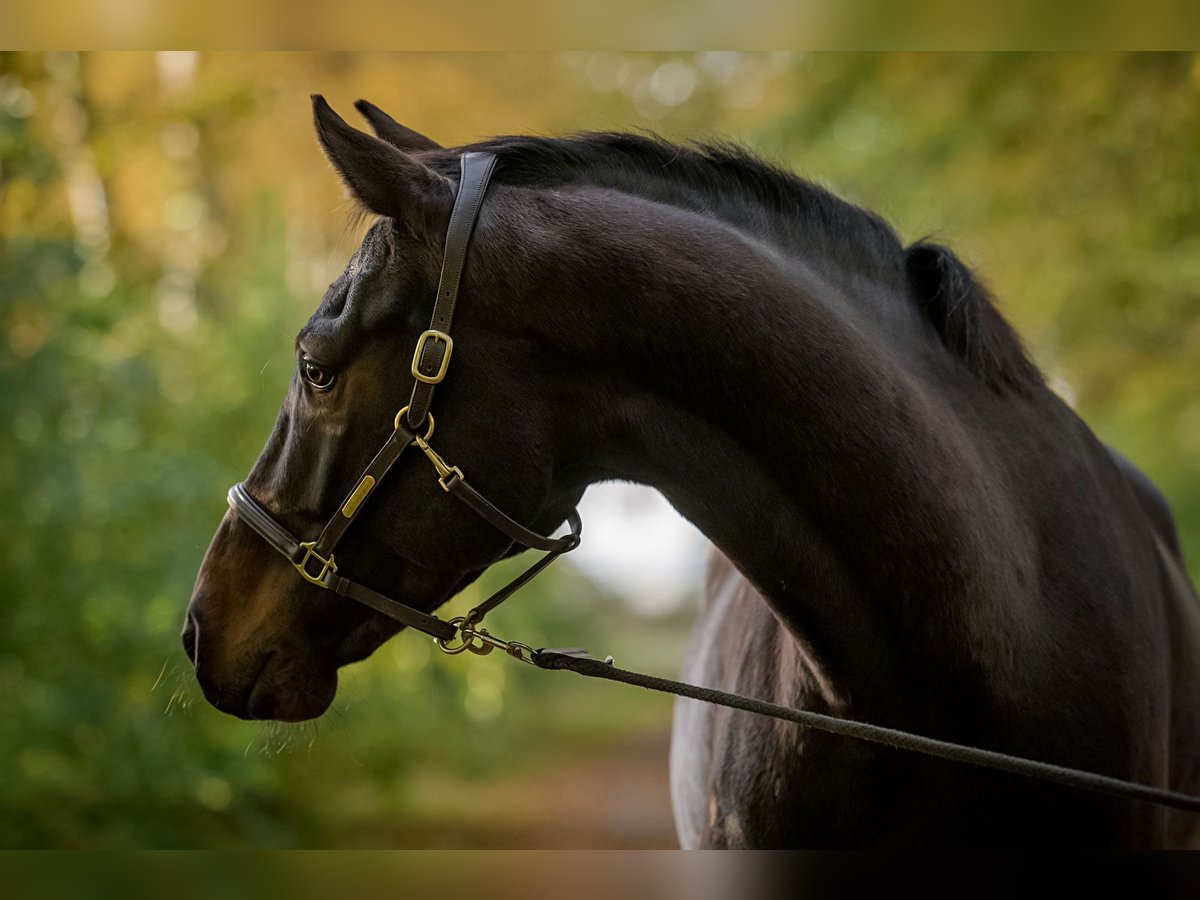 Holstein Gelding 10 years 16,2 hh Bay-Dark in Sch&#xFC;lp