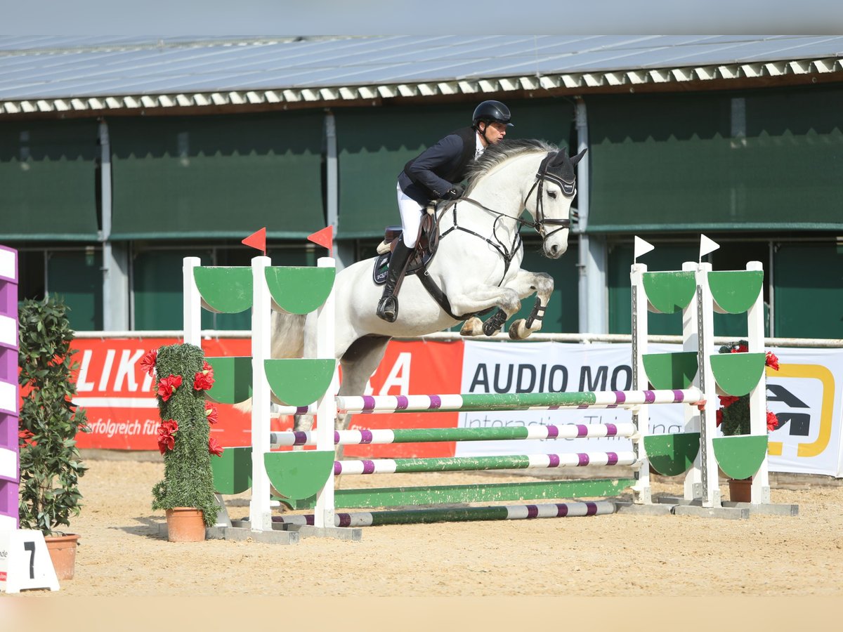 Holstein Gelding 10 years 16,2 hh Grey in Buchenberg