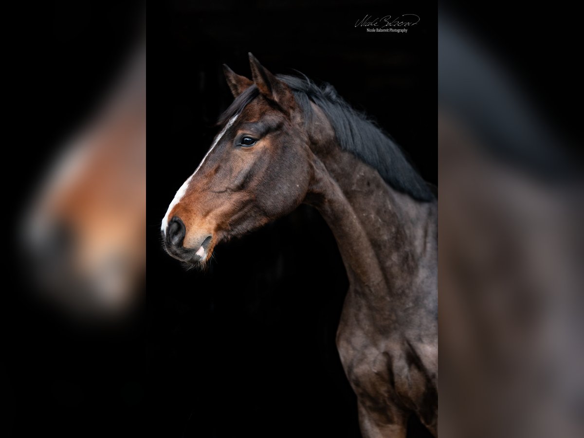 Holstein Gelding 10 years 16,3 hh Bay-Dark in Loxstedt