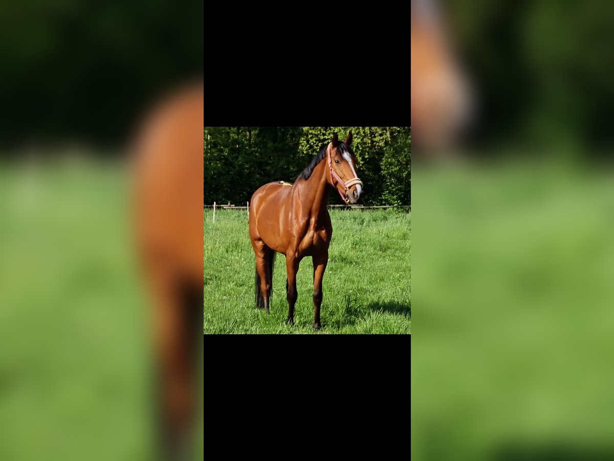 Holstein Gelding 10 years 17,1 hh Brown in Düsseldorf