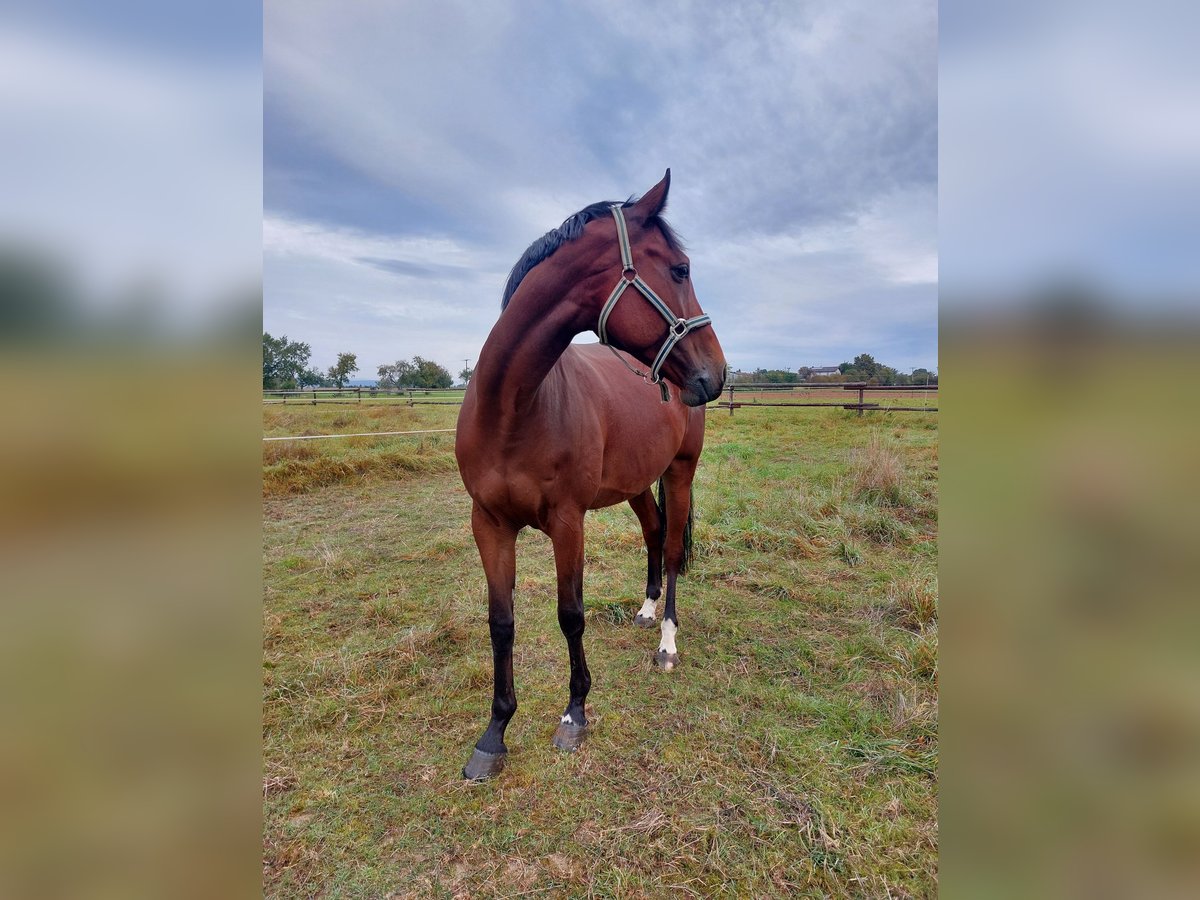 Holstein Gelding 10 years 17 hh Brown in Wiesbaden