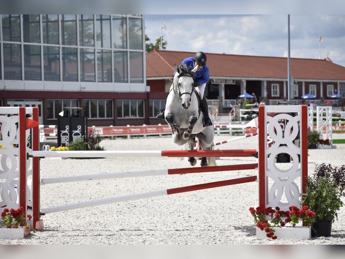 Holstein Gelding 10 years 17 hh in München