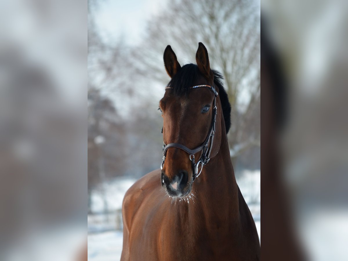 Holstein Gelding 11 years 16,1 hh Brown in Kaufungen