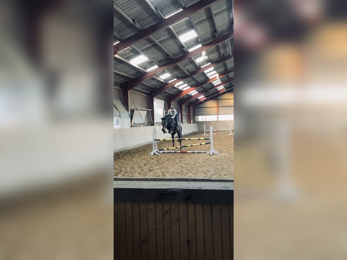 Holstein Gelding 11 years 16,2 hh Brown in Horstedt