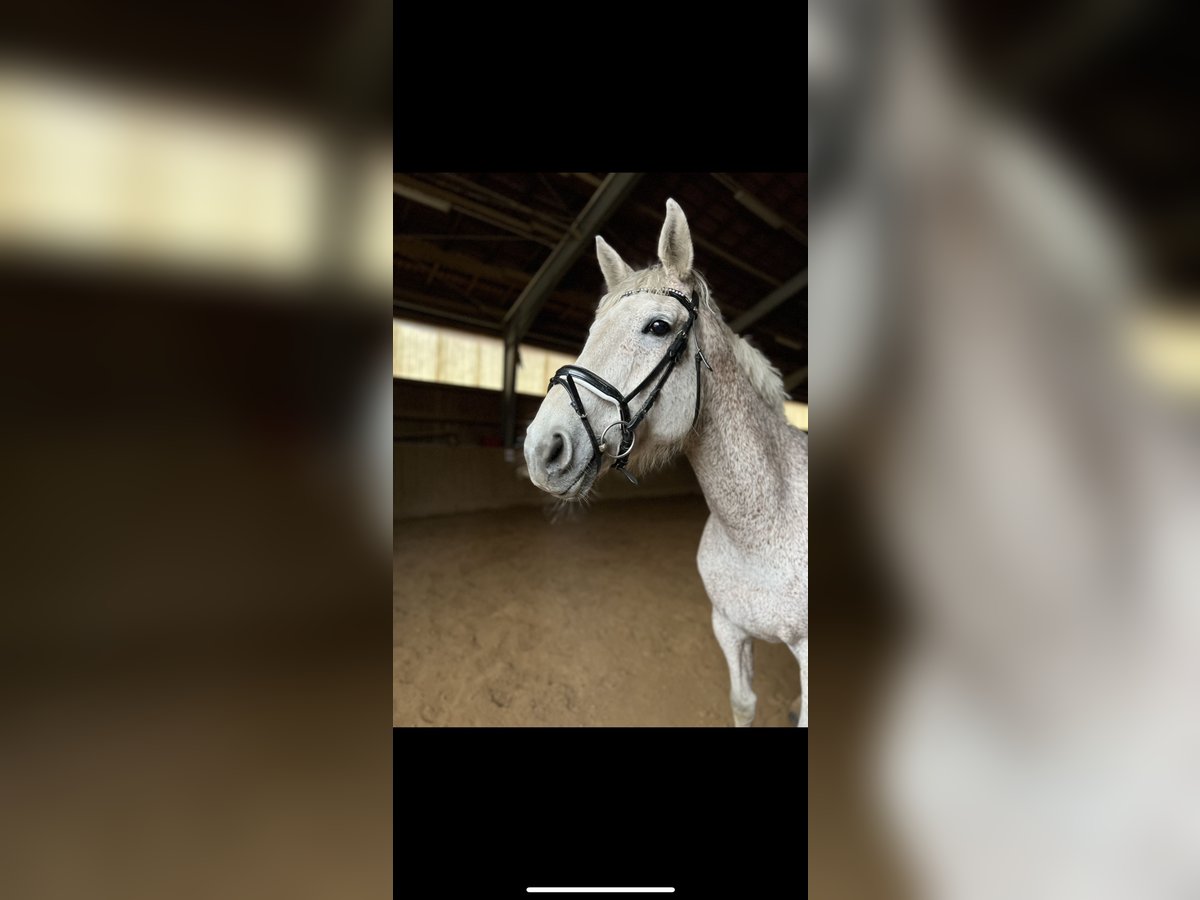 Holstein Gelding 11 years 16,2 hh Gray in Forchheim