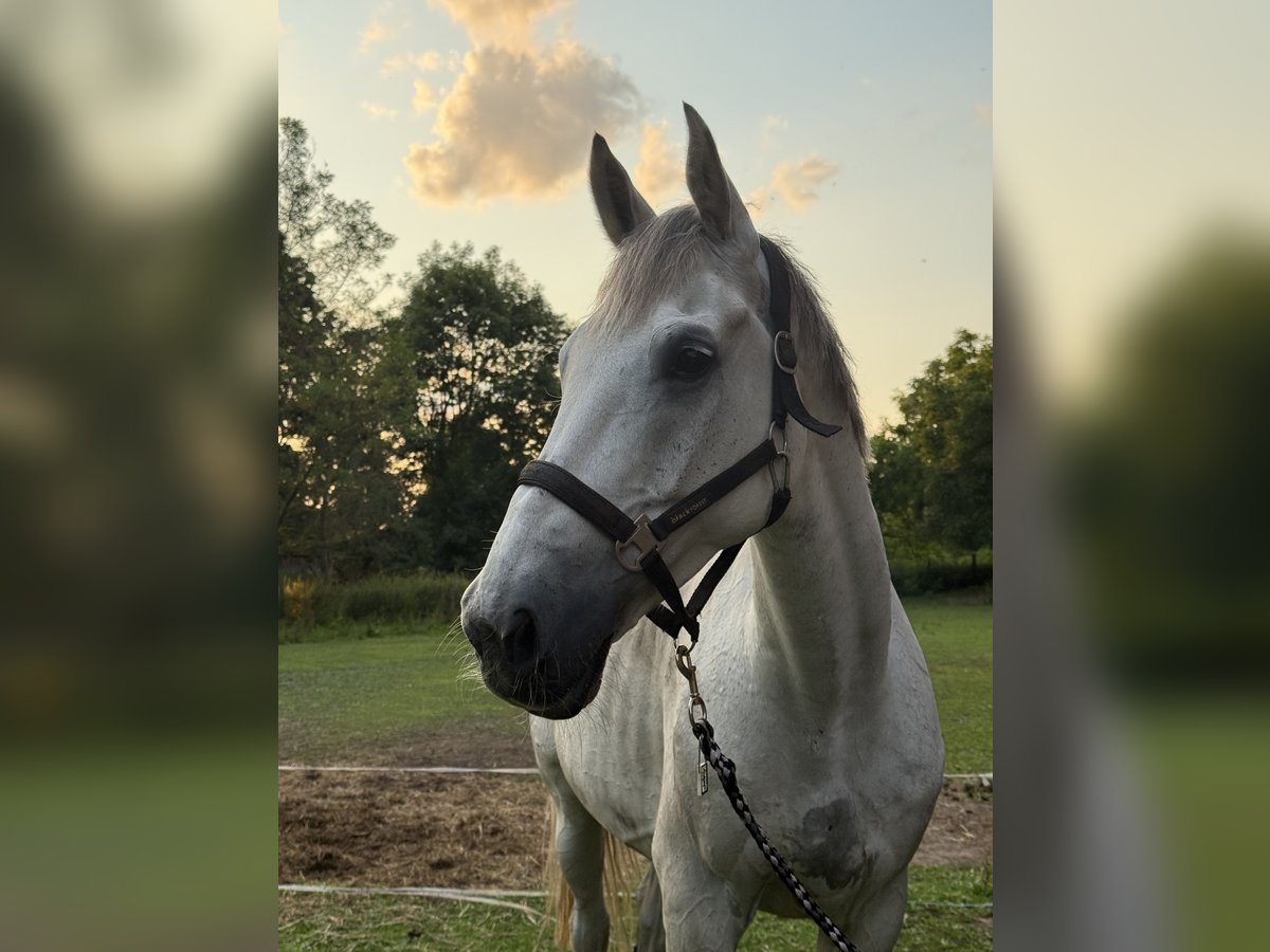 Holstein Gelding 11 years 16,2 hh Grey in Weferlingen