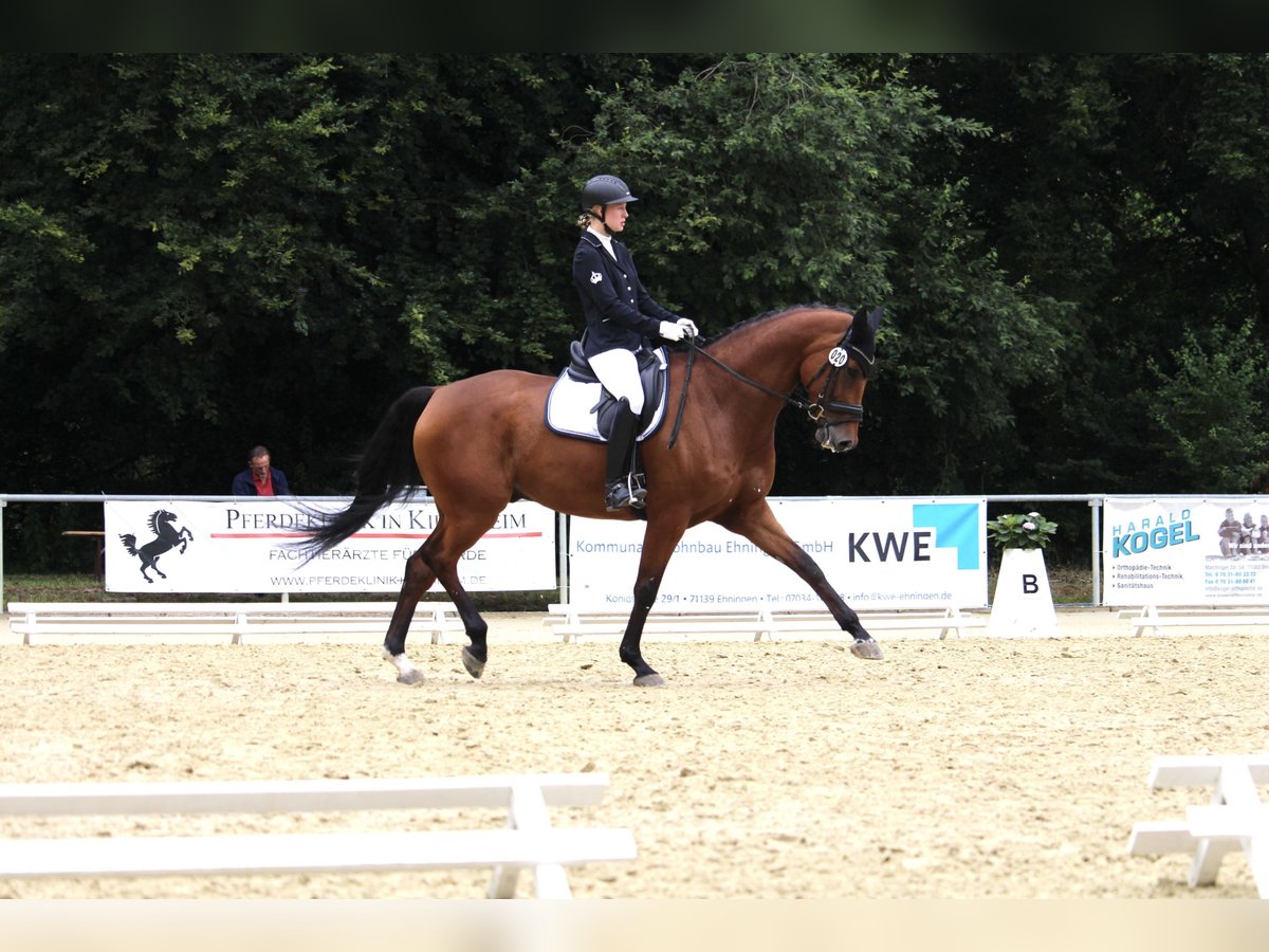 Holstein Gelding 11 years 17,1 hh Brown in Renningen