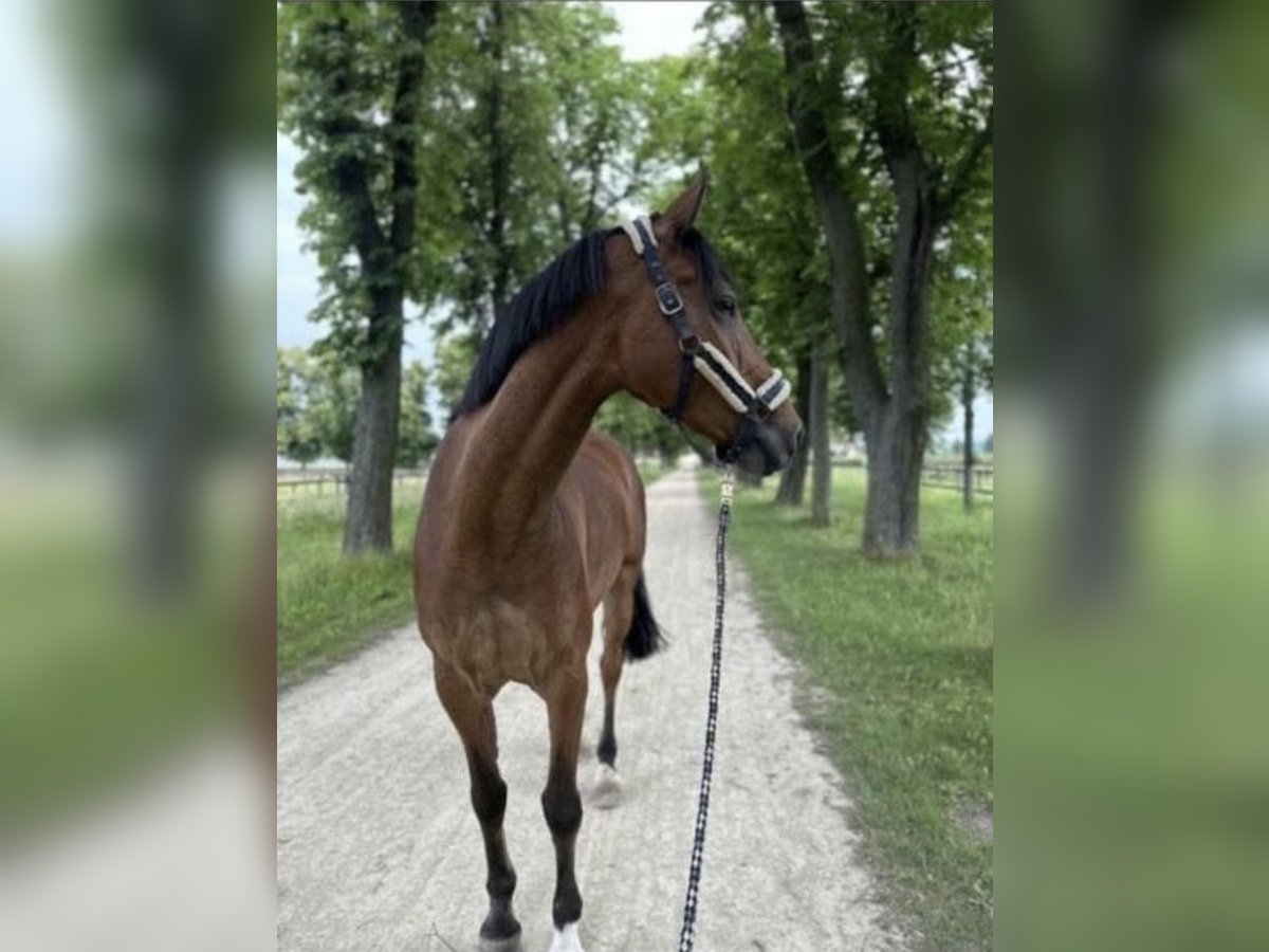 Holstein Gelding 11 years 17 hh Brown-Light in Neustadt/Dosse