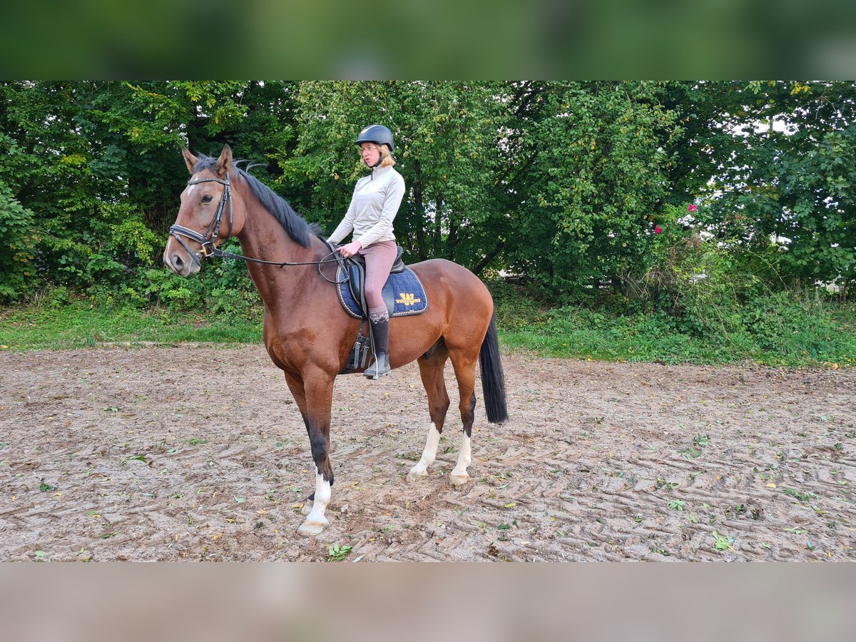 Holstein Gelding 11 years 17 hh Brown in Neuburg an der Donau