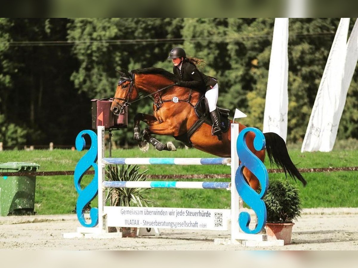 Holstein Gelding 11 years 17 hh in Riga Holstein Gelding 11 years 17 hh in Riga