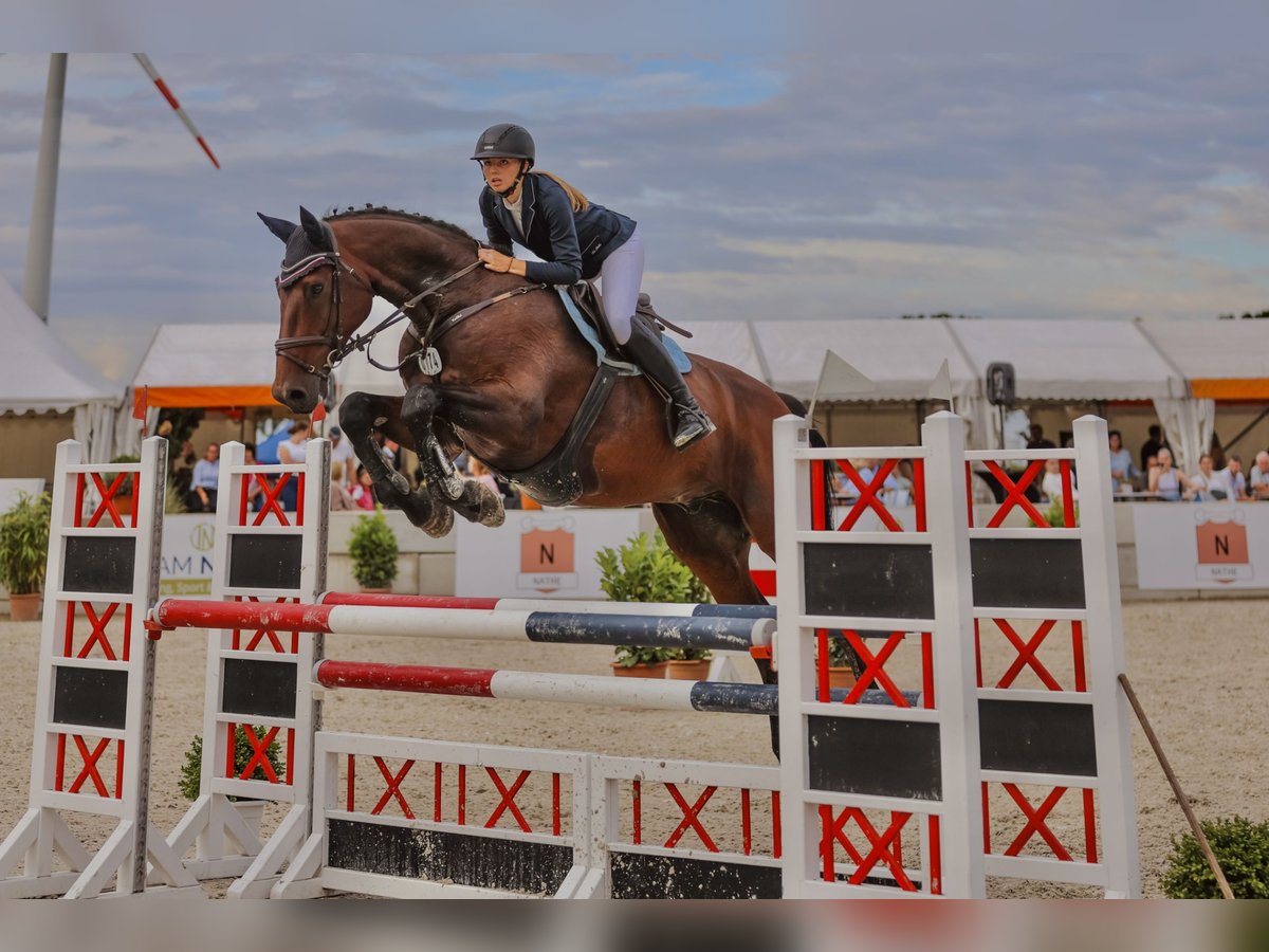 Holstein Gelding 11 years 17,1 hh Brown in HeidgrabenTornesch